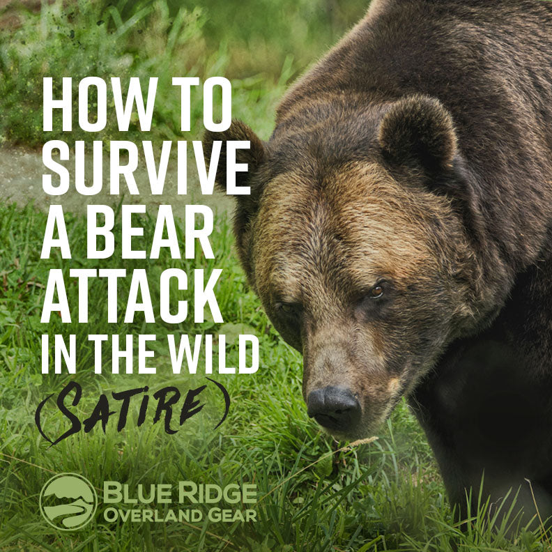 How to survive a bear attack in the wild (satire)